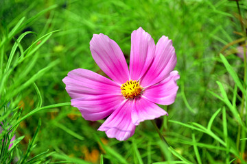 Obraz premium FLOWER