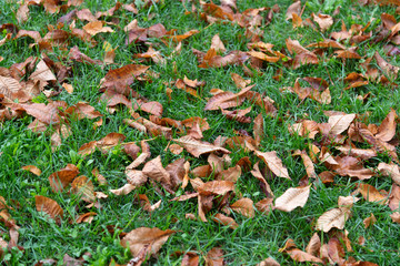 Herbstblätter auf einer Wiese