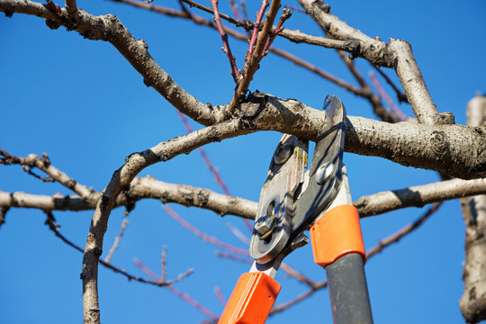 Pruning fruit tree with pruning shears