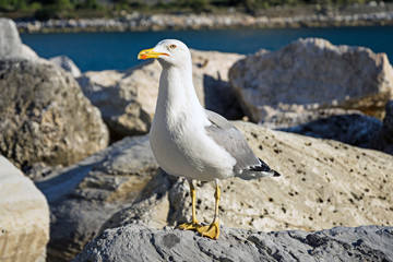 close-up view of a seagull standing on a seaside rock