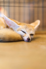lovely cute Fennec fox sleepping