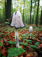 Waldpilze
