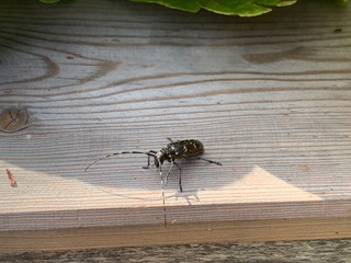 Käfer