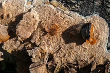 forest mushrooms on a rotten tree in the autumn forest