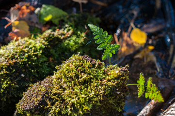 young fern on moss in the autumn forest