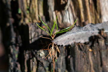 ericaceae marsh closeup in the autumn forest in the swamp