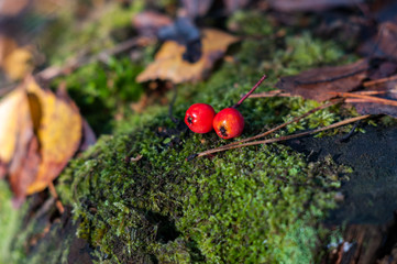 red rowan berries on a stump in the autumn forest