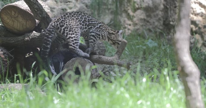Ocelot (Leopardus pardalis), Wild Cat puppy playing in front of the den