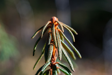 ericaceae marsh closeup in the autumn forest in the swamp