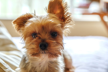 ベッドの上のヨークシャーテリア