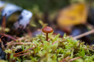 mushroom on moss in the autumn forest