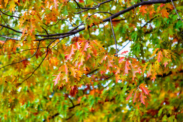 All the colors of autumn. Autumn foliage. Maple leaves close-up.