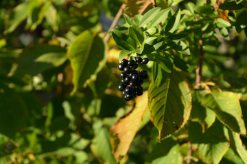 black blue and glossy berries on a bush of the wild Privet or Ligustrum vulgare in autumn sun, common privet berries in autumn