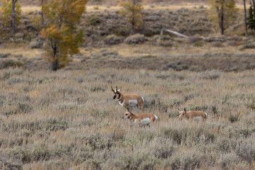 Obraz na płótnie Canvas Pronghorn Antelope in Wyoming in Autumn