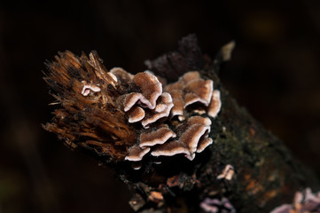 forest mushrooms on a rotten tree in the autumn forest