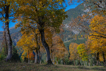 Großer Ahornboden im Herbst, Karwendel Gebirge, Eng, Tirol, Österreich, Europa 