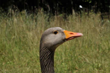 Goose