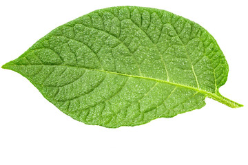 potatoes isolated leaf