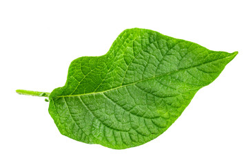 Fototapeta na wymiar fresh green leaf of potato plant isolated on white background.
