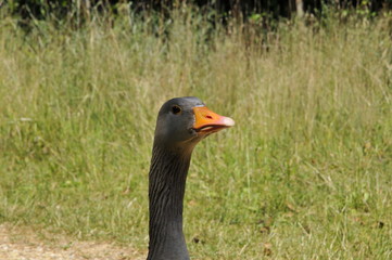 Goose