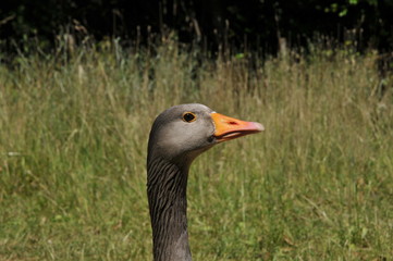 Goose