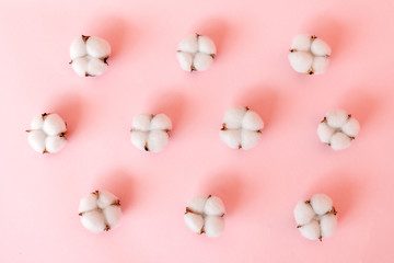 Cotton bolls lay in order on pink background