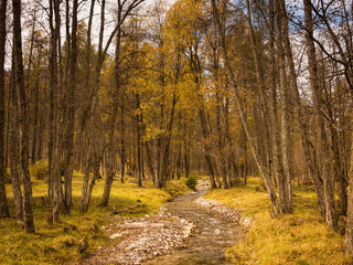 Waldbach im Herbstwald