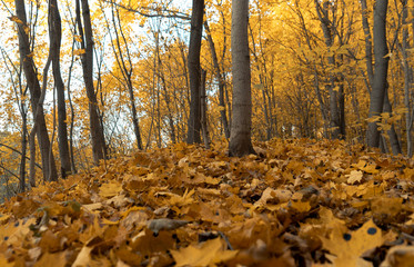 Urban autumn Park with yellow fallen leaves. Autumn walk in the Park.