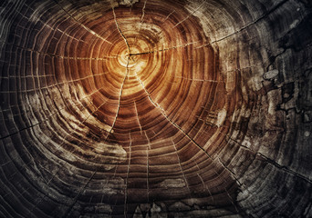 Stump of tree felled - section of the oak trunk with annual rings. Slice wood. - obrazy, fototapety, plakaty