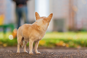 A dog of the Chihuahua breed walks around the city.