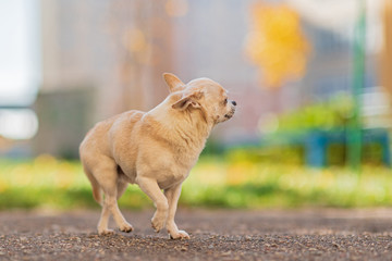 A dog of the Chihuahua breed walks around the city.