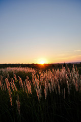 sunset over the field
