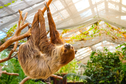 cute and lazy furry sloth hanging on the tree