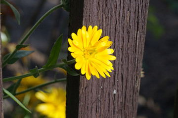 Bl&uuml;mchen am Zaun