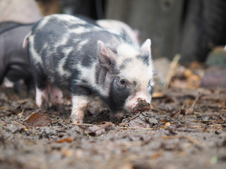 Little pigs dig the ground. Funny pigs close up