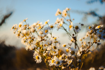 flowers in the morning