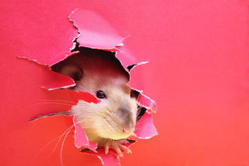 Rat is looking through the ragged hole in the red paper. Happy New Year 2020.