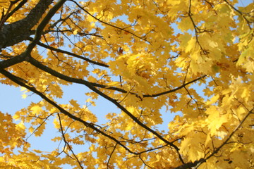 Autumn forest beautiful pezazh bright colors golden autumn