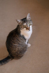 Cat looking up at the camera