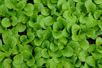 foliage of corn salad, mache, lamb's lettuce leaf in green texture with rain water drop, abstract pattern nature background
