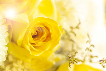 yellow rose on black background