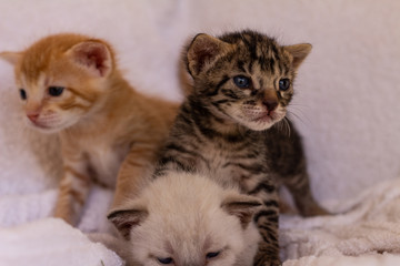 Fototapeta na wymiar Little kittens of gold, white and gray. Domestic animals babies.