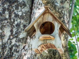 The tiny bird house on maple tree to protection birds and keep warm.