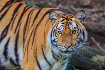 Fototapeta na wymiar Tiger portrait of a bengal tiger in Thailand on a black background