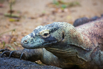 Closeup portrait of Komodo Dragon, the largest lizard in the world looking at camera