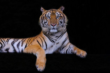 Fototapeta na wymiar Close up face tiger isolated on black background.
