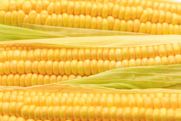 Fresh corn on white background