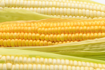 Fresh corn on white background