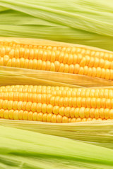 Fresh corn on white background