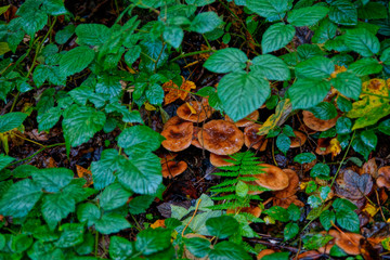 Pilz-Fotografie